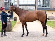BP210325-60 - Squire Danagher